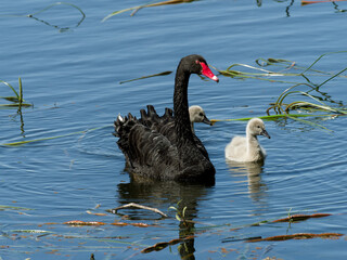 Australian Black Swan (Cygnus atratus) and cygnets swimming on a lake foraging for food.