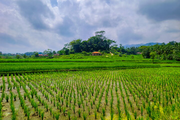 Obraz premium rice field in Indonesia