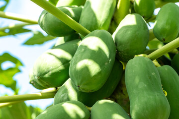 Papaya fruit tree on seychelles farm. Carica papaya ripe fruits in sunny garden, pawpaw harvest