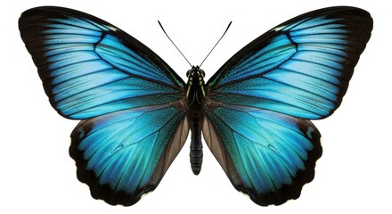 Butterfly &ndash; iridescent blue butterfly wings against a clean white background are perfect for design projects