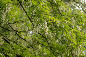 White Acacia Flowers, Blooming Robinia Pseudoacacia, False Acacia or Black Locust