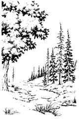 Serene woodland stream flows through lush forest with majestic trees and natural beauty