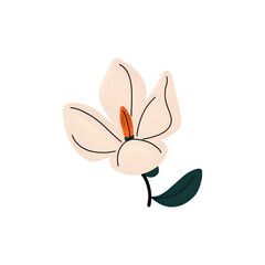 Elegant Magnolia Blossom: Botanical Illustration, Floral Design Element, Nature Art