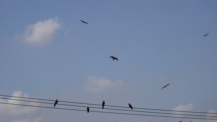 Silhouettes of Crows and a Black Kite in a Blue Sky