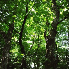 Obraz premium Bright Green Foliage and Tree Trunks in a Lush Forest with Sun Rays Peeking Through the Canopy on a Sunny Day