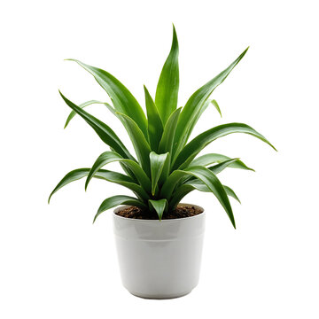 Fototapeta A potted plant with long, slender green leaves thriving in a simple white pot  the serene and clean composition evokes themes of nature and growth.