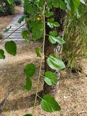 Branch of Morus alba_White Mulberry with leaves in summer