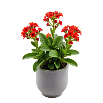 Fototapeta A vibrant Kalanchoe blossfeldiana plant in a white ceramic pot against a transparent  background, evoking themes of nature, growth, and vitality.