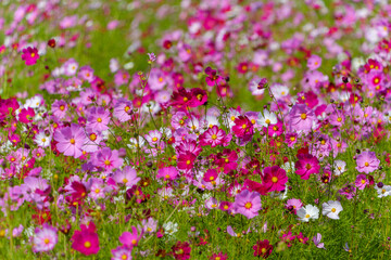 Obraz premium Field of pink and white cosmos flowers in autumn