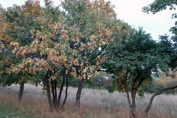 Withering leafs on tree by tree from good leaves, autumn approaches.