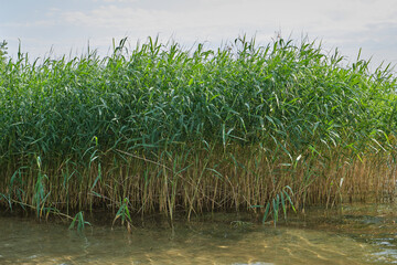 Obraz premium Tall marsh grasses reflected in clear water, evoking tranquility, eco minimalism, and nature preservation