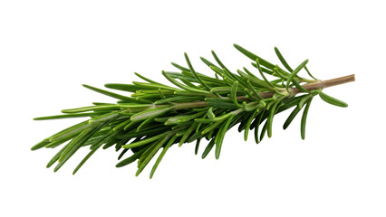 Fototapeta premium Fresh rosemary herb sprig isolated on white 