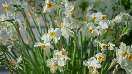 Springtime daffodils bloom vibrantly in the netherlands garden, showcasing their bright yellow centers surrounded by white petals under the sunny outdoor sky.