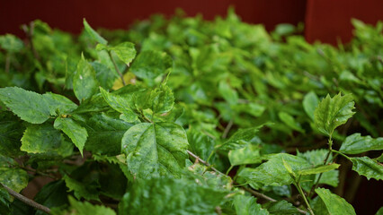 Lush green hibiscus foliage outdoors in spain, showcasing fresh vibrant leaves against a warm background ideal for nature and botany themes.