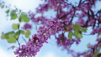 Vibrant cercis siliquastrum blossoms against a clear blue sky in sunny torrevieja, spain, showcasing pink flowers and green leaves on an outdoor branch during spring.
