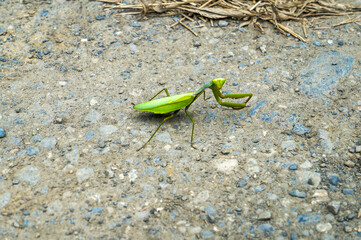 Praying Mantis on Rocky Ground: An image showcasing a green praying mantis with its characteristic posture, on a surface of small rocks and scattered organic material.