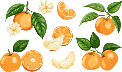 Fresh orange. Big vector collection of fresh oranges. Orange fruit isolated on white background.
