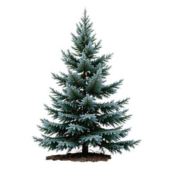 Fototapeta premium Snow-covered evergreen tree against transparent background, symbolizing tranquility and natural beauty of winter scenery.