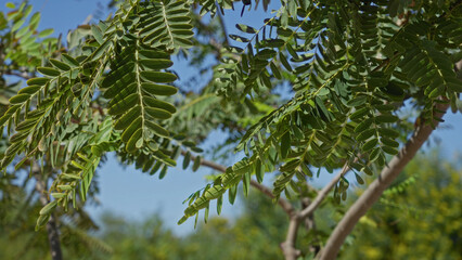 Green leaves of carob tree in sunny outdoor setting torrevieja spain showcasing mediterranean foliage against clear blue sky