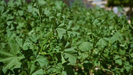 Lush green malva sylvestris growing outdoors in sunny torrevieja, spain, showcasing vibrant foliage and natural beauty under the bright sun.