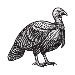 Engrave of turkey hand drawn graphic vector illustration