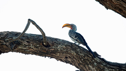 Sothern yellow billed hornbill in a tree