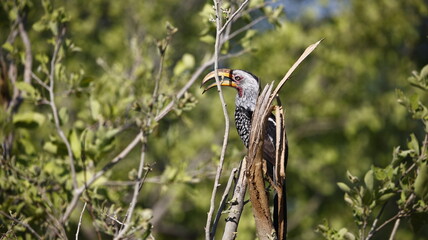 Sothern yellow billed hornbill in a tree © Stephen