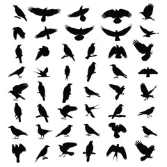 A large collection of black bird silhouettes in various poses including flying perching and standing.