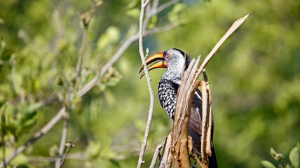 Sothern yellow billed hornbill in a tree © Stephen