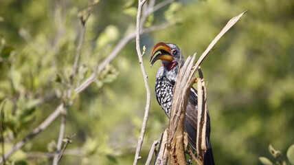 Sothern yellow billed hornbill in a tree © Stephen