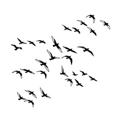 A large flock of black bird silhouettes flying together in formation against a white background.