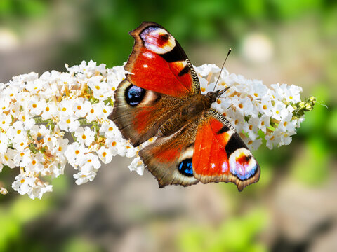  Motyl. Rusałka pawik /Aglais io /