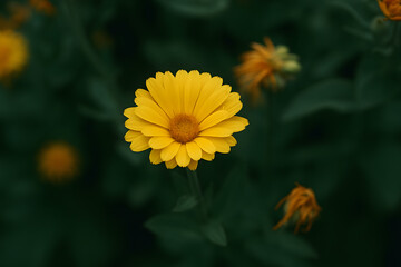 Vibrant Yellow Calendula Blossom Amidst Dark Green Foliage Beautiful Summer Flower in Natural Setting