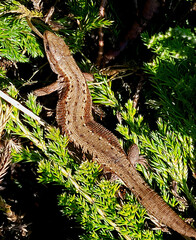 A lizard basks in the morning sun.