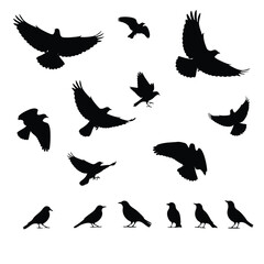 Collection of black crow and raven bird silhouettes in various flying and standing poses.