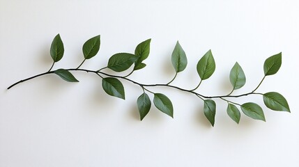 Fototapeta premium A slender branch with vibrant green leaves extends horizontally across a plain white background