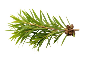 A single Melaleuca alternifolia (Tea Tree) branch, vibrant green leaves, dried seed pods, transparent background, soft shadows, copy space, concept of natural botanical wellness.
