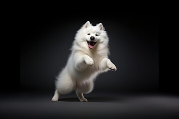 Fototapeta premium Happy smiling dancing Samoyed samoyed mammal animal.