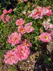 Rosa gallica in a garden of Citylife, modern park of Milan, Italy
