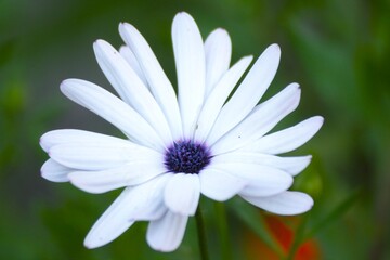 Fototapeta premium Osteospermum, also known as Cape daisy, African daisy, or blue-eyed daisy, is a vibrant flowering plant with large, daisy-like blooms. It is popular in gardens and landscaping