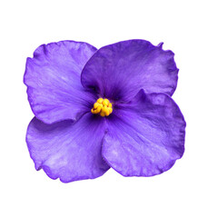 Violet Flower Bloom Isolated on Transparent Background PNG
