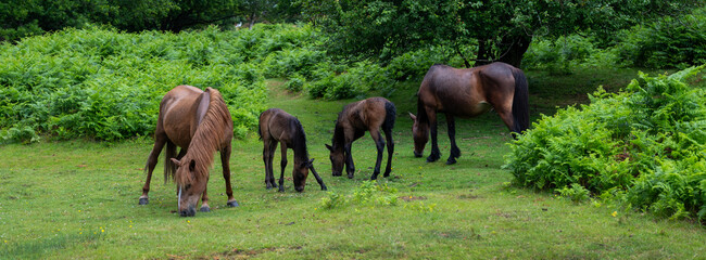 ponies and foals in the new forest near brockenhurst in hampshire