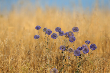 Blue flowers of glandular globe-thistle (Echinops sphaerocephalus) photographed close-up against...