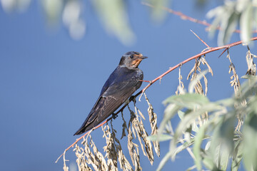 A young barn swallow (Hirundo rustica) is photographed very close up sitting on a branch against a backdrop of blue water