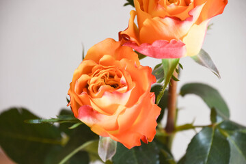 オレンジ色のバラ