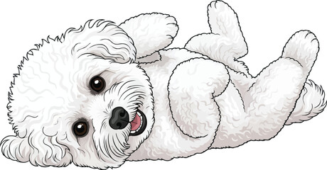 Bichon Frise doh lying rolling on back playful vector illustration