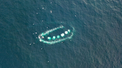 Humpback Whales, Megaptera novaeangliae, Bubble-Net feeding in Donegal Bay, Ireland