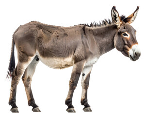 Obraz premium ロバ