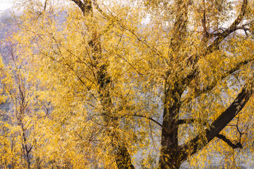 Closeup willow tree with yellow foliage in autumn at Glenorchy, New Zealand