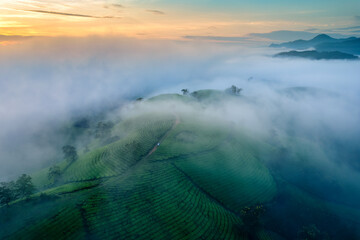 Aerial view of beautiful Long Coc tea hill with foggy on farmland in the dawn at Tan Son, Phu Tho, Vietnam